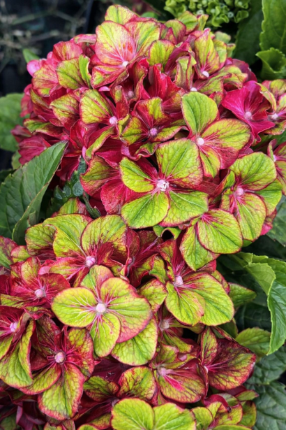 Гортензія широколиста Глоссі Ліпс / Гортензія Глоссі Ліпс|Hydrangea macrophylla Glossy Lips / Hydrangea Glossy Lips|Гортензия широколистная Глосси Липс / Гортензия Глосси Липс  